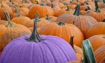 Purple Pumpkin Project for epilepsy awareness - Hackensack, NJ Purple Pumpkin Project for epilepsy awareness - Hackensack, NJ