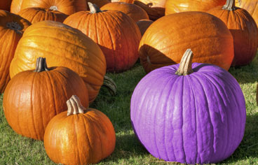 Purple Pumpkin Project